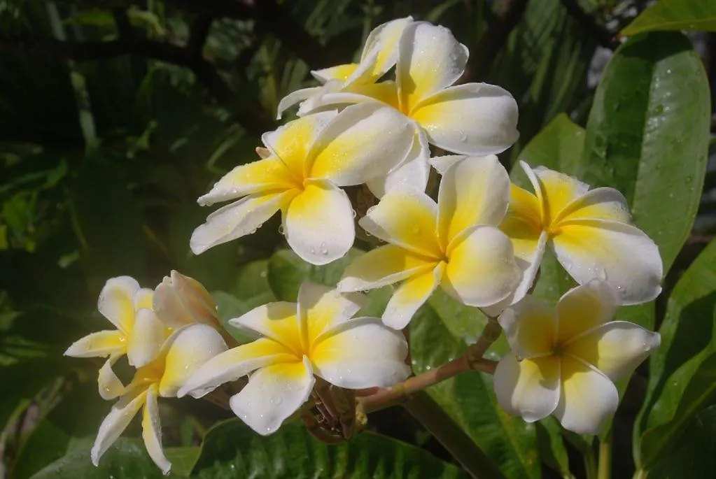 Welcome To Sea Breezes 2 Bedroom 2 Baths Ocean Views Christiansted United States Virgin Islands